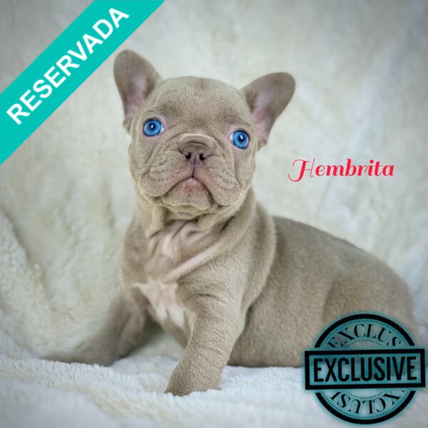 Bella Cachorra BullDog Frances Reservada