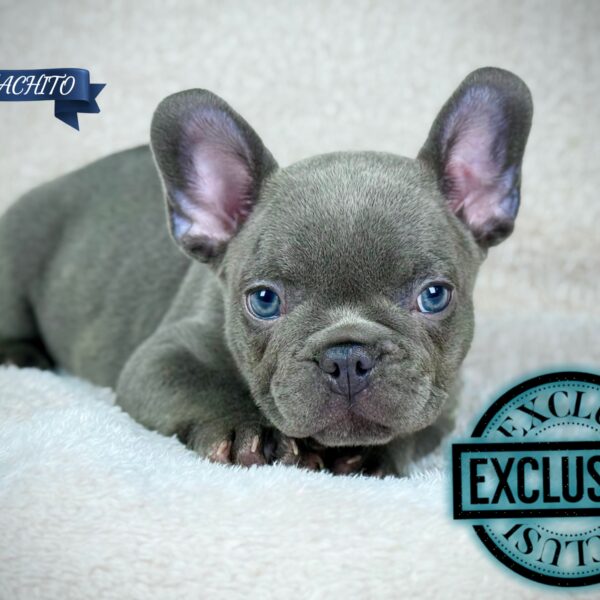 BelloCachorro BullDog Frances exótico